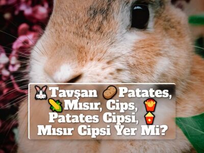 Tavşan Patates, Mısır, Cips, Patates Cipsi, Mısır Cipsi Yer Mi?