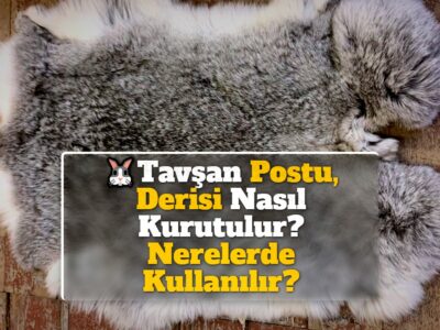 Tavşan Postu, Derisi Nasıl Kurutulur? Nerelerde Kullanılır?