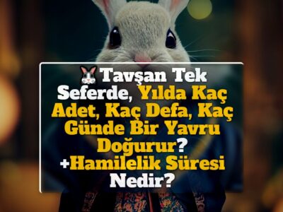 Tavşan Tek Seferde, Yılda Kaç Adet, Kaç Defa, Kaç Günde Bir Yavru Doğurur? +Hamilelik Süresi Nedir?