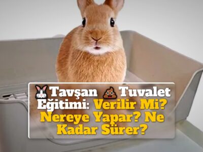 Tavşan Tuvalet Eğitimi: Verilir Mi? Nereye Yapar? Ne Kadar Sürer?