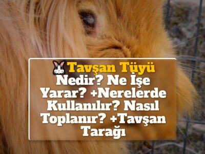 Tavşan Tüyü Nedir? Ne İşe Yarar? +Nerelerde Kullanılır? Nasıl Toplanır? +Tavşan Tarağı