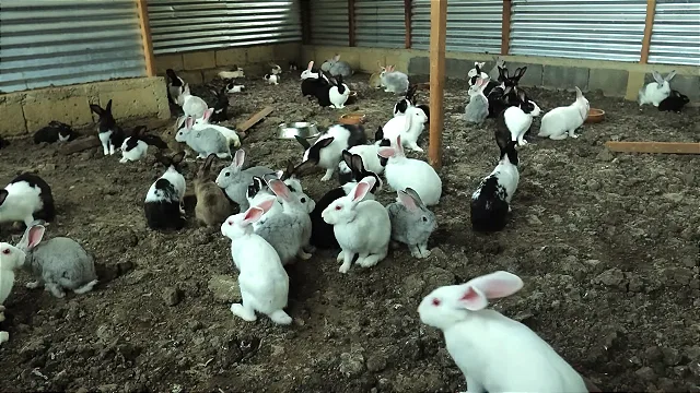 Tavşan Üretimi (Yetiştiriciliği): Çiftlik, Nasıl Kurulur?, Maliyeti, Devlet Desteği, Kârlı Mı?