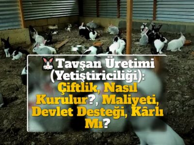 Tavşan Üretimi (Yetiştiriciliği): Çiftlik, Nasıl Kurulur?, Maliyeti, Devlet Desteği, Kârlı Mı?