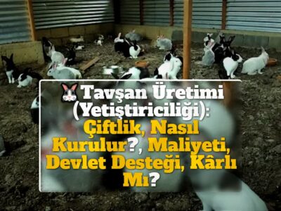 Tavşan Üretimi (Yetiştiriciliği): Çiftlik, Nasıl Kurulur?, Maliyeti, Devlet Desteği, Kârlı Mı?