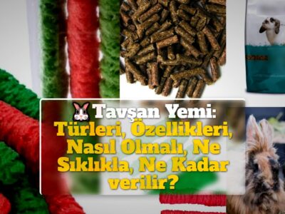 Tavşan Yemi: Türleri, Özellikleri, Nasıl Olmalı, Ne Sıklıkla, Ne Kadar verilir?