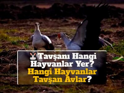 Tavşanı Hangi Hayvanlar Yer? Hangi Hayvanlar Tavşan Avlar?