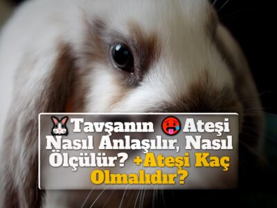 Tavşanın Ateşi Nasıl Anlaşılır, Nasıl Ölçülür? +Ateşi Kaç Olmalıdır?