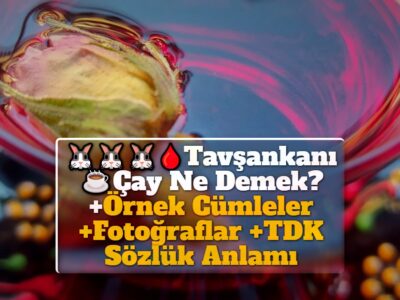 Tavşankanı Çay Ne Demek? +Örnek Cümleler +Fotoğraflar +TDK Sözlük Anlamı