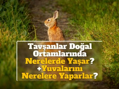 Tavşanlar Doğal Ortamlarında Nerelerde Yaşar? +Yuvalarını Nerelere Yaparlar?