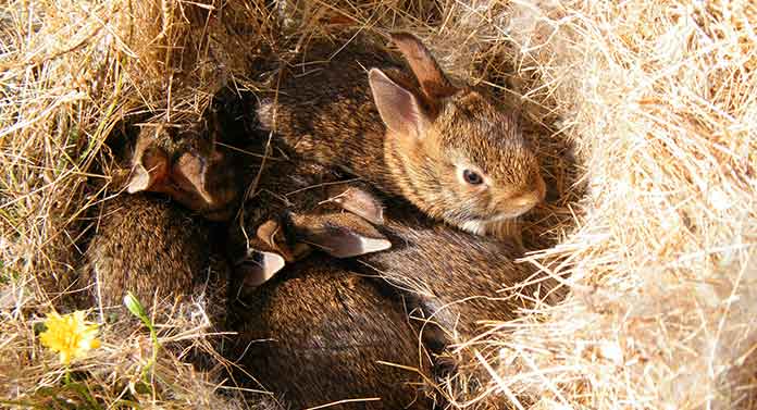 Tavşanlar Doğal Ortamlarında Nerelerde Yaşar? +Yuvalarını Nerelere Yaparlar?