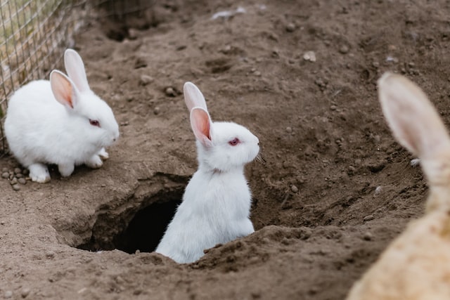 Tavşanlar Doğal Ortamlarında Nerelerde Yaşar? +Yuvalarını Nerelere Yaparlar?