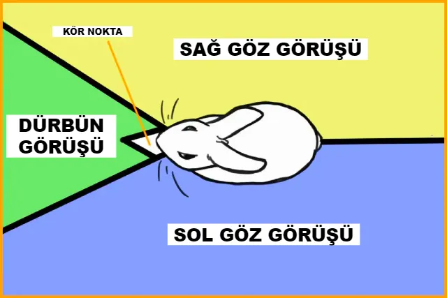 Tavşanlar Dünyayı, İnsanları, Etrafı Nasıl Görür? +Tavşanlar Ne Renk Görür?