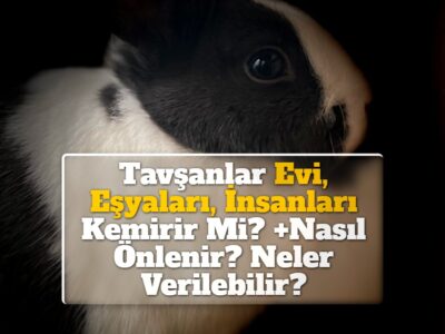 Tavşanlar Evi, Eşyaları, İnsanları Kemirir Mi? +Nasıl Önlenir? Neler Verilebilir?