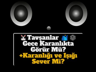 Tavşanlar Gece Karanlıkta Görür Mü? +Karanlığı ve Işığı Sever Mi?