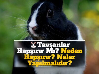 Tavşanlar Hapşırır Mı? Neden Hapşırır? Neler Yapılmalıdır?