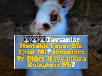 Tavşanlar Hastalık Yapar Mı, Taşır Mı? İnsanlara Ve Diğer Hayvanlara Bulaştırır Mı?