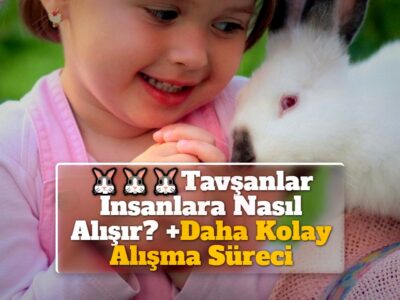 Tavşanlar İnsanlara Nasıl Alışır? +Daha Kolay Alışma Süreci