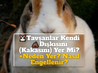 Tavşanlar Kendi Dışkısını (Kakasını) Yer Mi? +Neden Yer? Nasıl Engellenir?