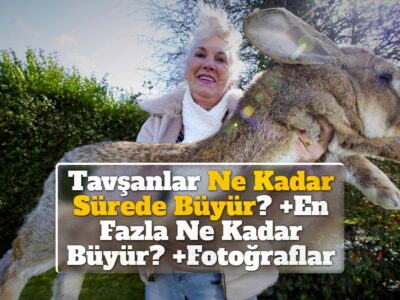 Tavşanlar Ne Kadar Sürede Büyür? +En Fazla Ne Kadar Büyür? +Fotoğraflar