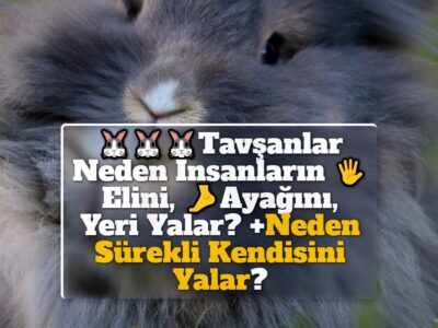 Tavşanlar Neden İnsanların Elini, Ayağını, Yeri Yalar? +Neden Sürekli Kendisini Yalar?