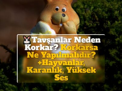 Tavşanlar Neden Korkar? Korkarsa Ne Yapılmalıdır? +Hayvanlar, Karanlık, Yüksek Ses