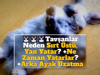 Tavşanlar Neden Sırt Üstü, Yan Yatar? +Ne Zaman Yatarlar? +Arka Ayak Uzatma