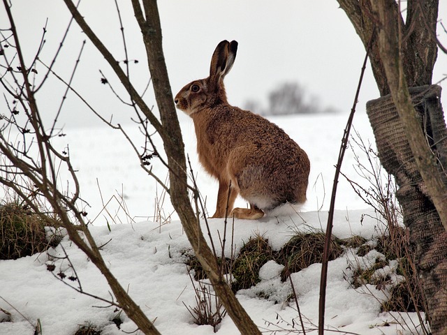 Tavşanlar Soğukta Üşür Mü, Kaç Derece Soğuğa Dayanır? +Kışın, Balkonda Donar Mı?