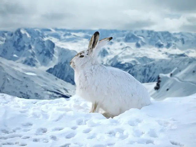 Tavşanlar Soğukta Üşür Mü, Kaç Derece Soğuğa Dayanır? +Kışın, Balkonda Donar Mı?