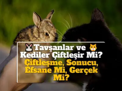 Tavşanlar ve Kediler Çiftleşir Mi? Çiftleşme, Sonucu, Efsane Mi, Gerçek Mi?