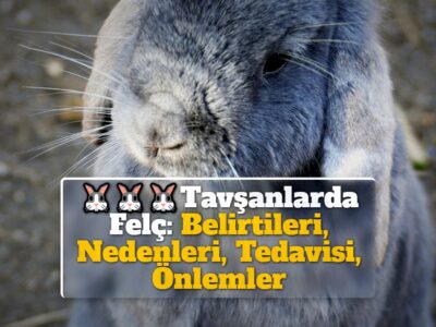 Tavşanlarda Felç: Belirtileri, Nedenleri, Tedavisi, Önlemler