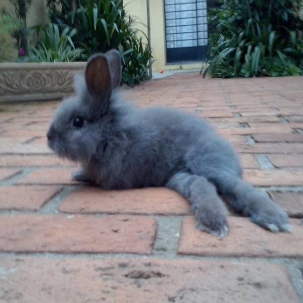 Tavşanlarda Felç: Belirtileri, Nedenleri, Tedavisi, Önlemler