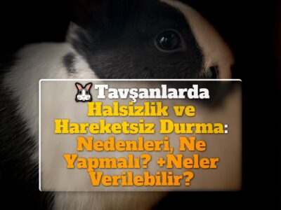 Tavşanlarda Halsizlik ve Hareketsiz Durma: Nedenleri, Ne Yapmalı? +Neler Verilebilir?