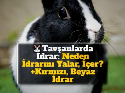 Tavşanlarda İdrar: Neden İdrarını Yalar, İçer? +Kırmızı, Beyaz İdrar