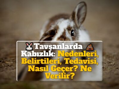 Tavşanlarda Kabızlık: Nedenleri, Belirtileri, Tedavisi, Nasıl Geçer? Ne Verilir?