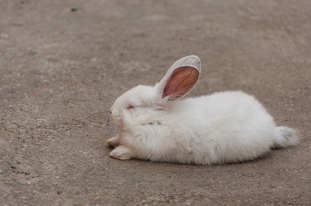 Tavşanlarda Uyku: Gece, Gündüz ve Sabah Uyur Mu? +Gözleri Açık Uyuma +Kış Uykusuna Yatar Mı? Soğuk, Sıcak Havada