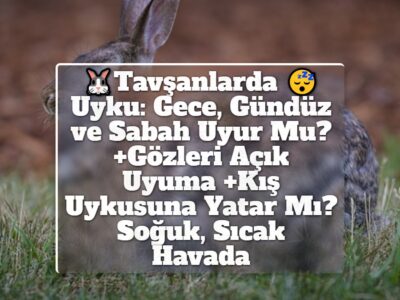 Tavşanlarda Uyku: Gece, Gündüz ve Sabah Uyur Mu? +Gözleri Açık Uyuma +Kış Uykusuna Yatar Mı? Soğuk, Sıcak Havada