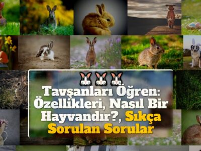 Tavşanları Öğren: Özellikleri, Nasıl Bir Hayvandır?, Sıkça Sorulan Sorular