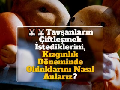 Tavşanların Çiftleşmek İstediklerini, Kızgınlık Döneminde Olduklarını Nasıl Anlarız?