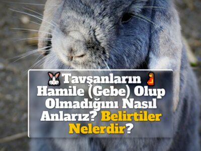 Tavşanların Hamile (Gebe) Olup Olmadığını Nasıl Anlarız? Belirtiler Nelerdir?