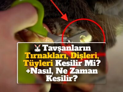 Tavşanların Tırnakları, Dişleri, Tüyleri Kesilir Mi? +Nasıl, Ne Zaman Kesilir?