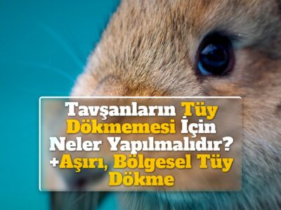 Tavşanların Tüy Dökmemesi İçin Neler Yapılmalıdır? +Aşırı, Bölgesel Tüy Dökme