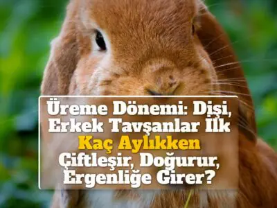 Üreme Dönemi: Dişi, Erkek Tavşanlar İlk Kaç Aylıkken Çiftleşir, Doğurur, Ergenliğe Girer?