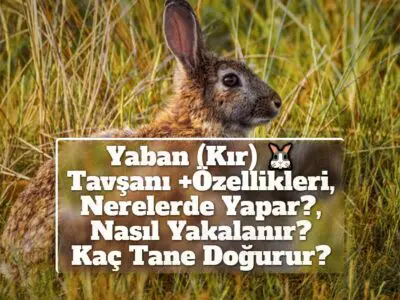 Yaban (Kır) Tavşanı +Özellikleri, Nerelerde Yapar?, Nasıl Yakalanır? Kaç Tane Doğurur?