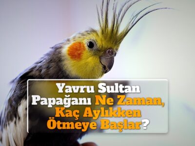 Yavru Sultan Papağanı Ne Zaman, Kaç Aylıkken Ötmeye Başlar?