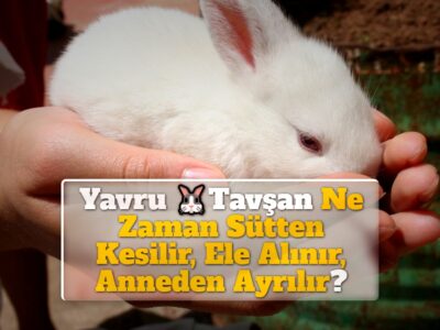 Yavru Tavşan Ne Zaman Sütten Kesilir, Ele Alınır, Anneden Ayrılır?