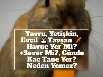 Yavru, Yetişkin, Evcil Tavşan Havuç Yer Mi? +Sever Mi?, Günde Kaç Tane Yer? Neden Yemez?