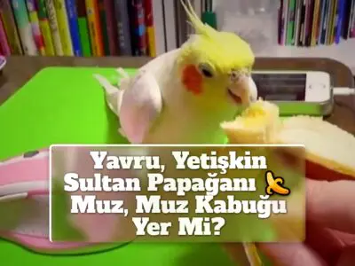 Yavru, Yetişkin Sultan Papağanı Muz, Muz Kabuğu Yer Mi?