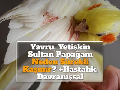 Yavru, Yetişkin Sultan Papağanı Neden Sürekli Kaşınır? +Hastalık, Davranışsal