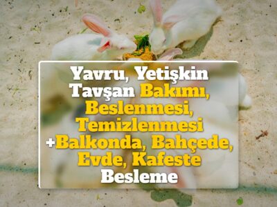 Yavru, Yetişkin Tavşan Bakımı, Beslenmesi, Temizlenmesi +Balkonda, Bahçede, Evde, Kafeste Besleme