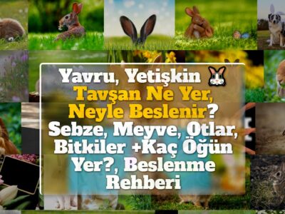 Yavru, Yetişkin Tavşan Ne Yer, Neyle Beslenir? Sebze, Meyve, Otlar, Bitkiler +Kaç Öğün Yer?, Beslenme Rehberi